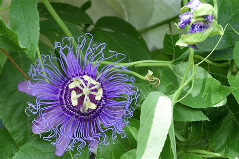 passionflower vine for sale